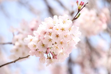 ふくふく地蔵の桜