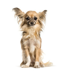 Chihuahua sitting against white background