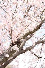 ふくふく地蔵の桜