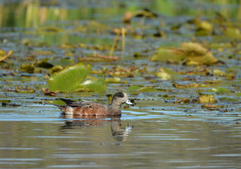 American Wigeon duck