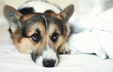 Close up portrait of cute Welsh Corgi dog take some rest on white bed.