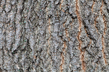 Fototapeta premium grooved bark on old trunk of ashleaf maple tree