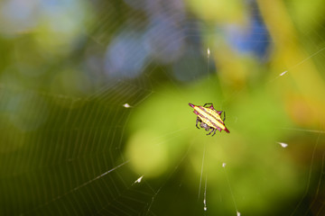 Beautiful spider climb on spider web