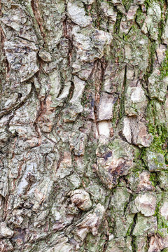 rough bark on mature trunk of elm tree close up