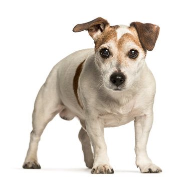 Old Jack Russell terrier, 14 years old standing against white ba