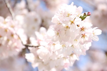 ふくふく地蔵の桜