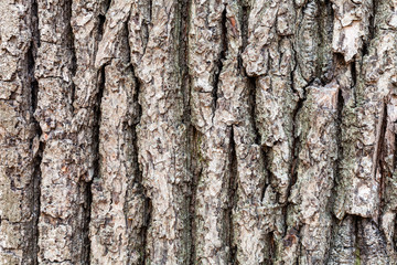 cracked bark on old trunk of oak tree close up
