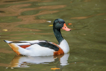 Wildenten