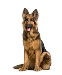 Old German Shepherd Dog sitting against white background