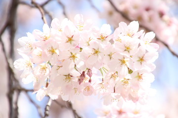Fototapeta premium ふくふく地蔵の桜