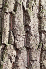 grooved bark on old trunk of oak tree close up