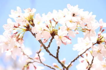 ふくふく地蔵の桜