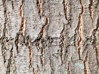 textured bark on trunk of red oak tree close up