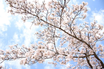 ふくふく地蔵の桜