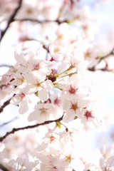 ふくふく地蔵の桜
