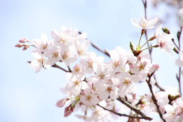 ふくふく地蔵の桜