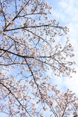 ふくふく地蔵の桜