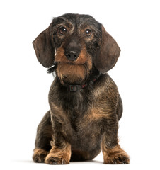 Dachshund sitting against white background