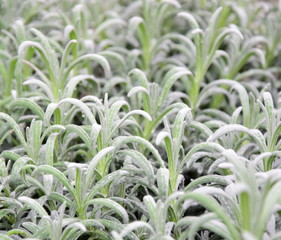 Obraz premium Frische Kräuter - Lavendel - Hintergrund Textur