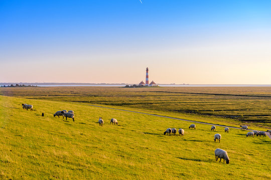 Flock of sheep grazing on pasture at the North Sea, Westerheversand, Germany
