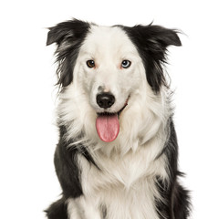 Border Collie against white background
