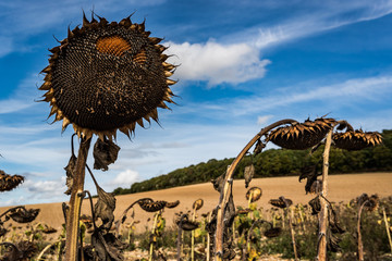 Close-up Detail of Dried Ripe Sunflowers, Sunflower Field in rural France during early autumn