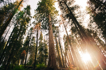 Sunset among the trees in the forest in Sequoia National Park, California, USA