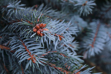 Blue spruce branch. Branches of blue spruce and juniper swaying wind slowly. Background of...