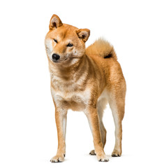 Shiba Inu standing against white background
