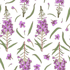 Willow herb seamless pattern. Hand drawn botanical vector illustration for packaging, textile print, wallpaper, wrapping paper.