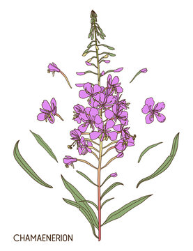 Chamerion angustifolium, fireweed, willow herb. Hand drawn botanical vector illustration.