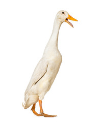 Duck walking against white background