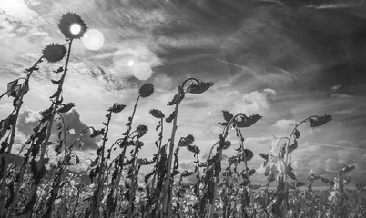 Close-up Detail of Dried Ripe Sunflowers, Sunflower Field in rural France during early autumn, Infrared filter effect