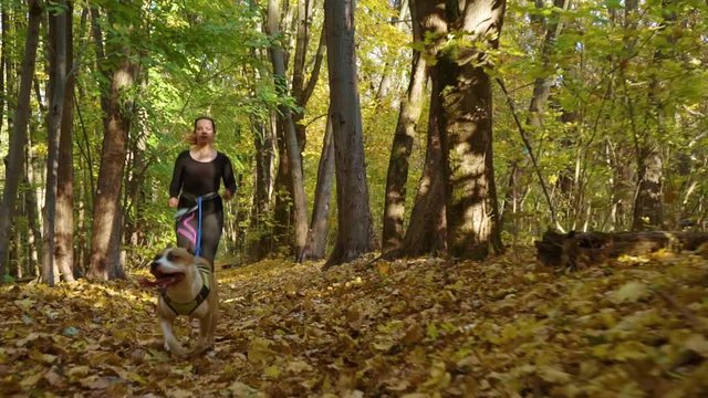 Girl canicrossing with American Staffordshire terrier in autumn forest