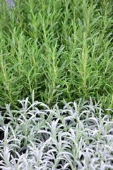 Kräuter - frische Kräuter - Kräutergarten - Kräuter im Topf