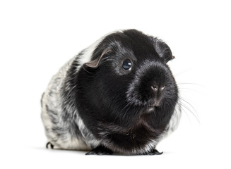 Guinea pig against white background