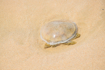 Fototapeta na wymiar The death of jellyfish on beach in sunny day