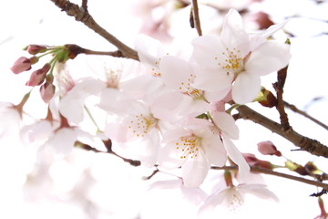 ふくふく地蔵の桜