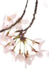 ふくふく地蔵の桜