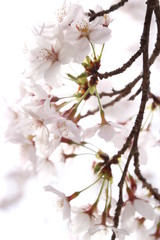 ふくふく地蔵の桜