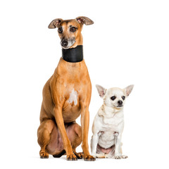 Italian Greyhound and a chihuahua sitting, isolated