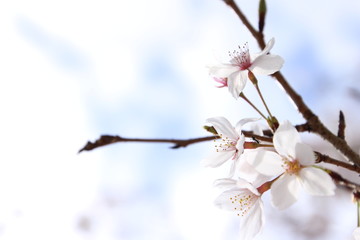ふくふく地蔵の桜