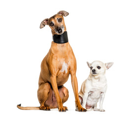 Italian Greyhound and a chihuahua sitting, isolated