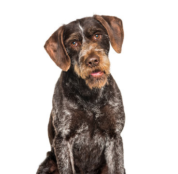 German Wirehaired Pointer also know as Drahthaar sitting