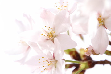 ふくふく地蔵の桜