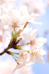ふくふく地蔵の桜