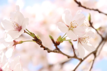 ふくふく地蔵の桜