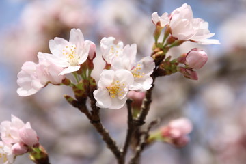 ふくふく地蔵の桜