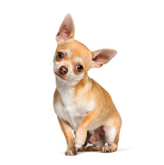 Chihuahua sitting against white background