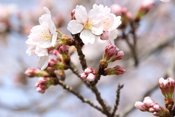 Fototapeta premium ふくふく地蔵の桜